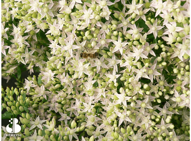 Sedum   'Thundercloud'